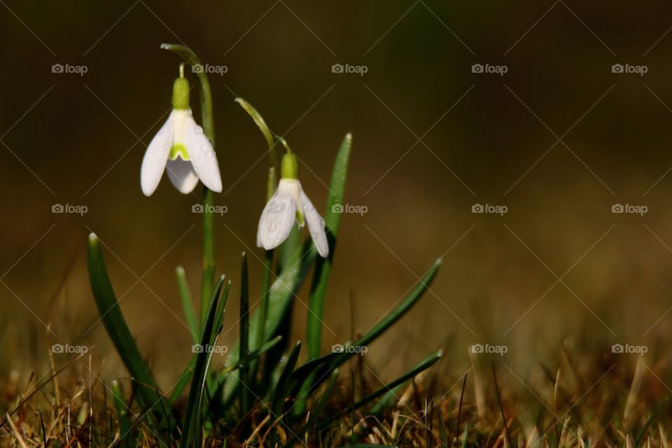 Snow drops early spring flowers