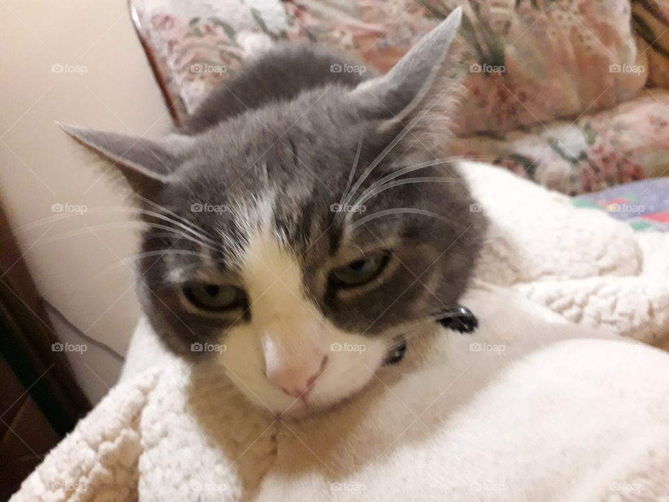 cat on a comfortable pillow