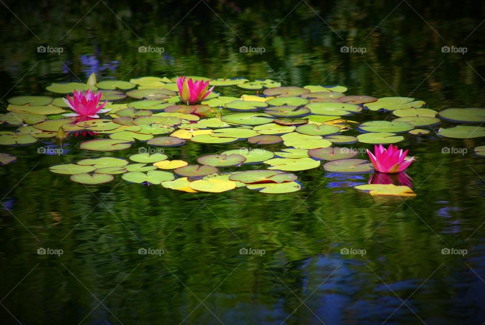 Water Lilies. Beautiful Japanese Garden at Jacksonville Zoo, Florida. The water lilies reminded me of one of Monet's paintings.