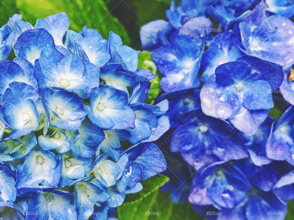 Hydrangea 