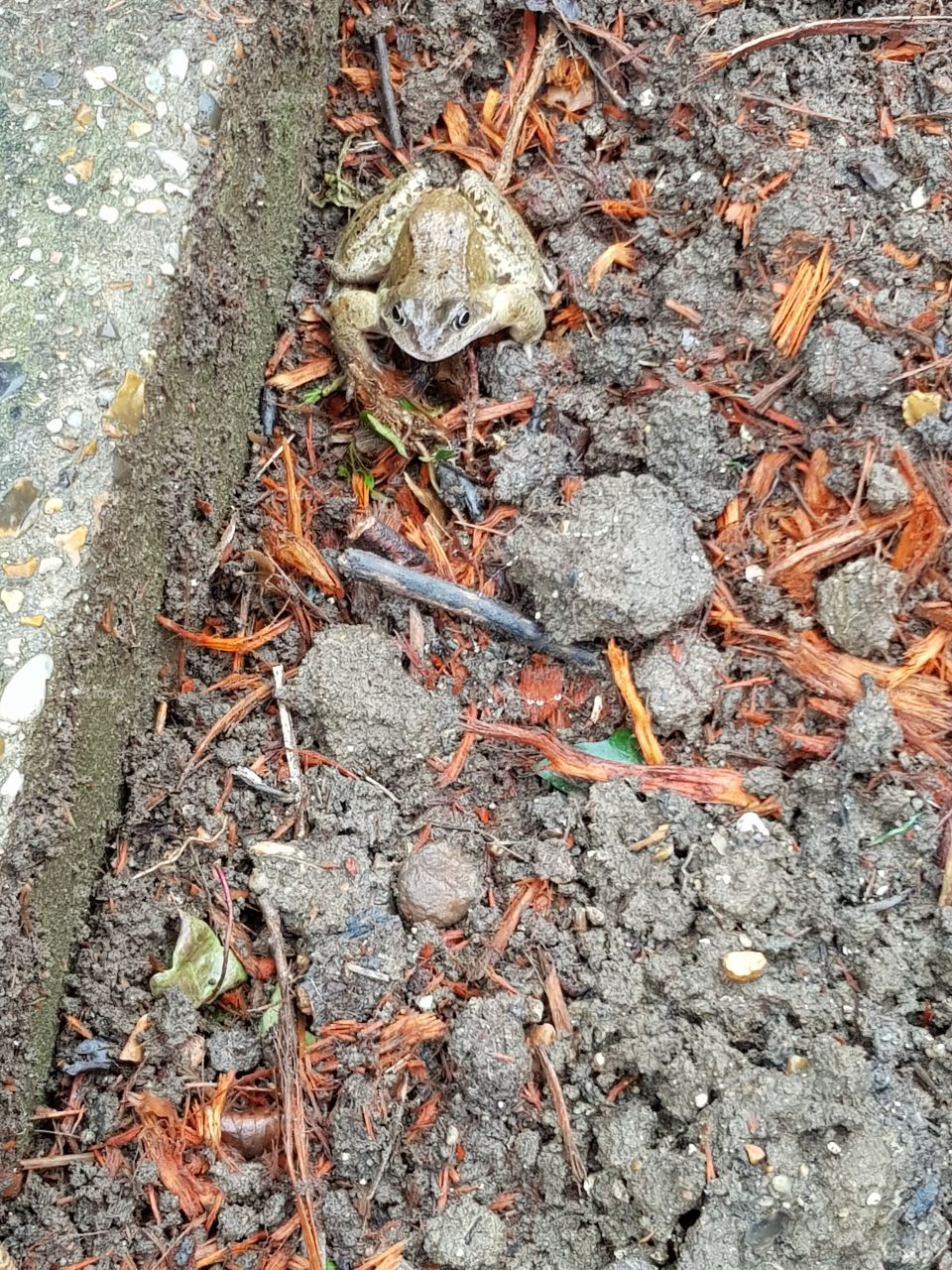 frog life