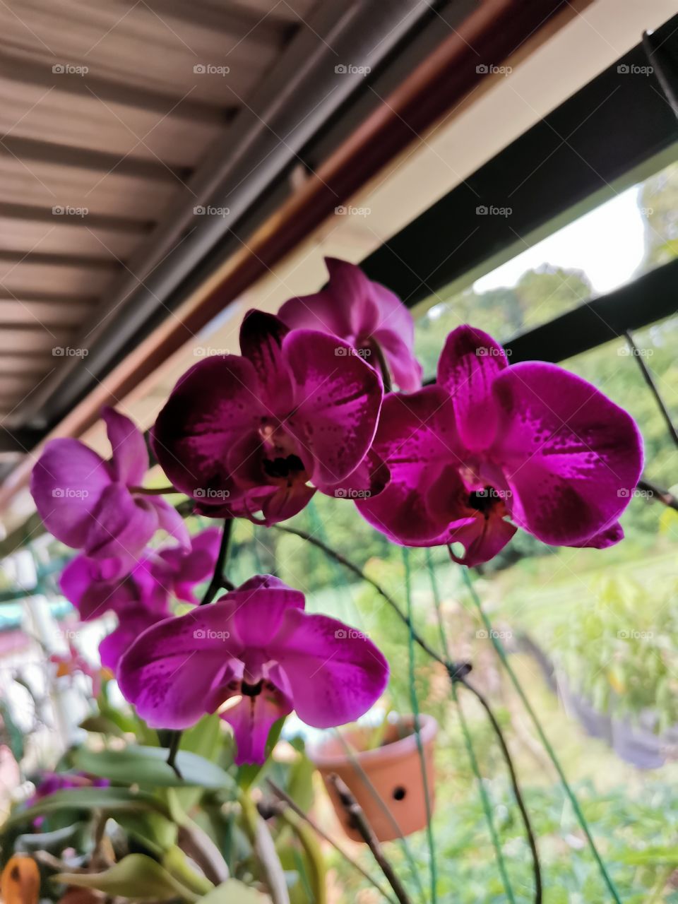 Orchid