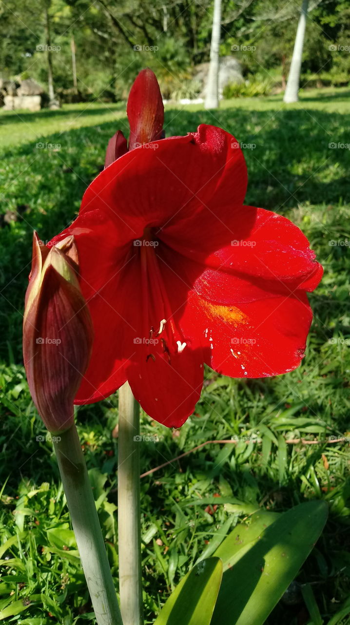 NATURAL, NATUR, BOTANISK, LANDSKAP, MILJØ, HAVNE, BLOMST Hippeastrum papilio (Ravenna).