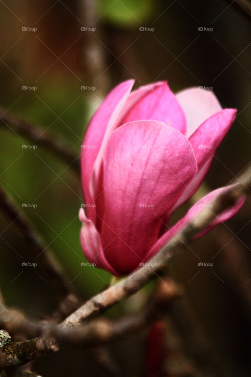 Pink flowers 