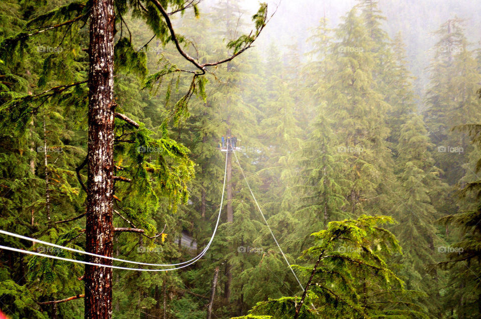 ketchikan alaska tree trees forest by refocusphoto