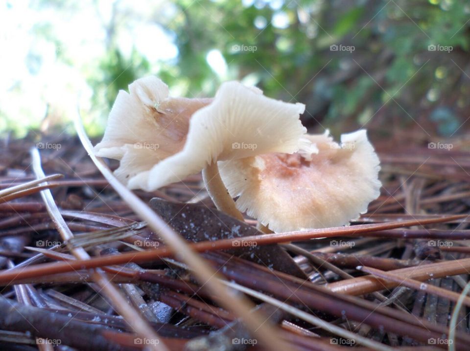 forest floor fungus 3