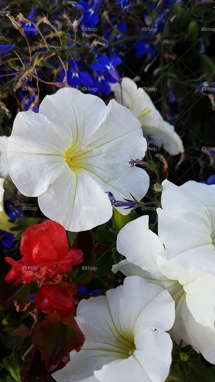 blooming flowers red white blue