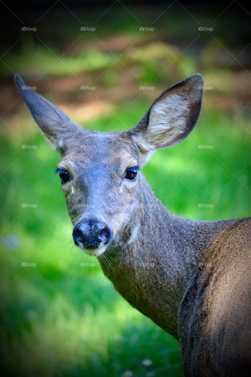 A healthy doe meanders through the forested area of Point Defiance in Tacoma, Washington 