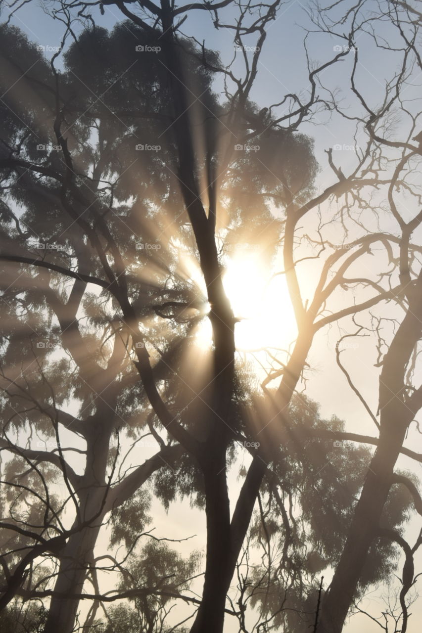sun rays shining through branches
