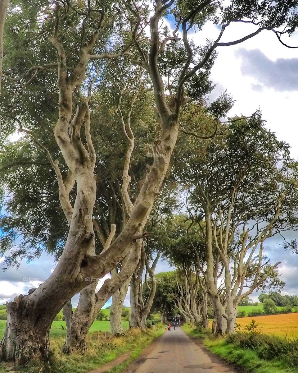 The Dark Hedges 