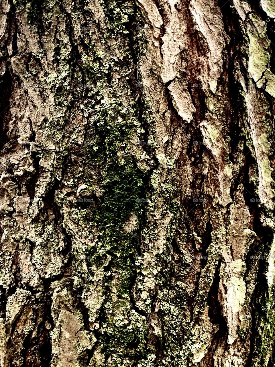 Tree bark