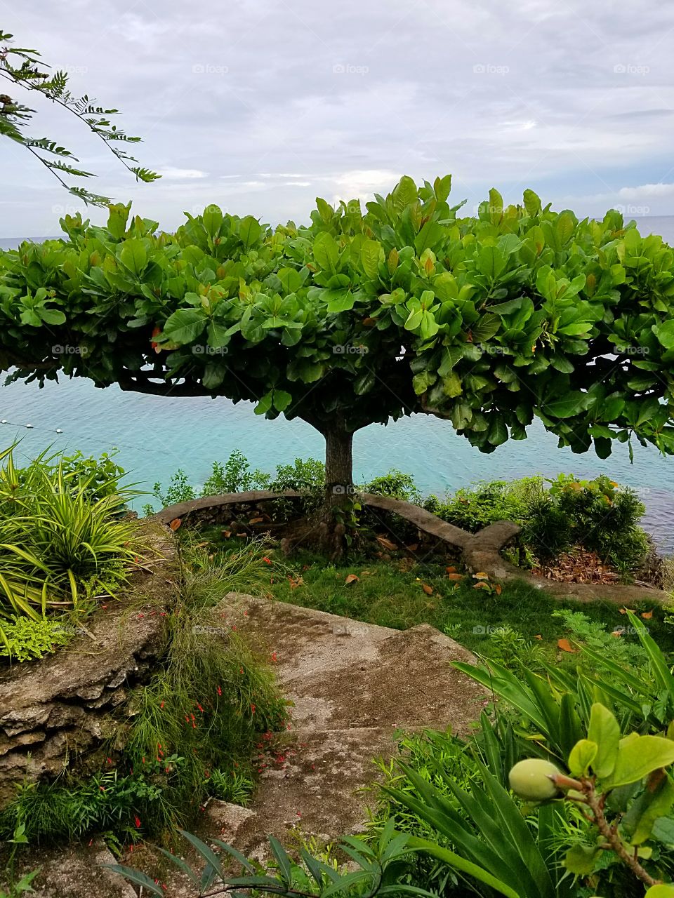 tree over the ocean