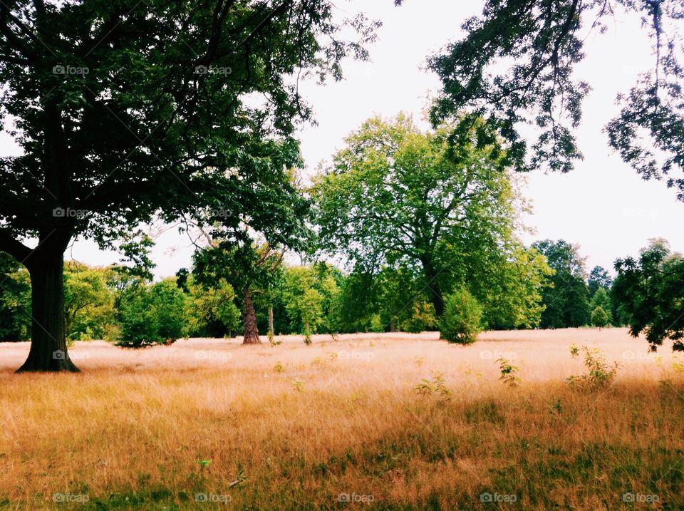 Nature. Hyde park in London