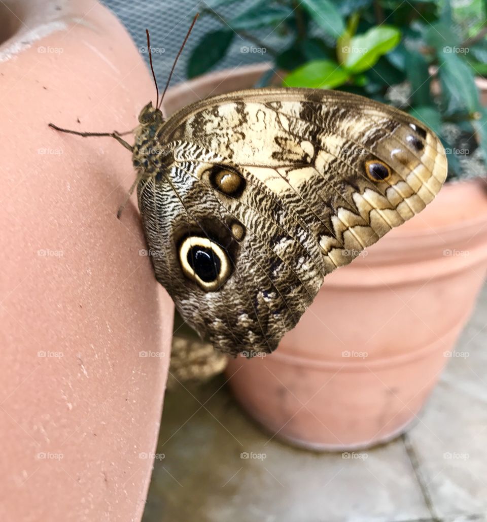Brown Butterfly on Clay Pot