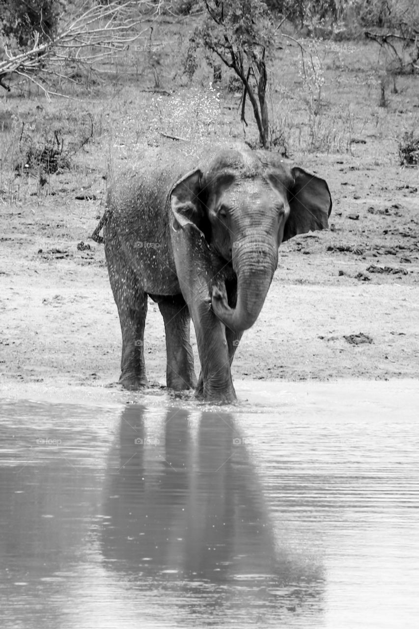 Wild Elephant drinking water, Udawalawa , Sri lanka