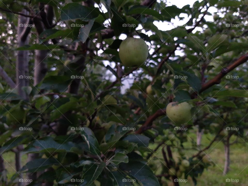 Apple tree