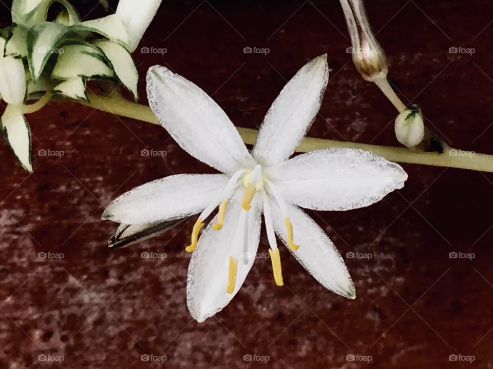 Fiore