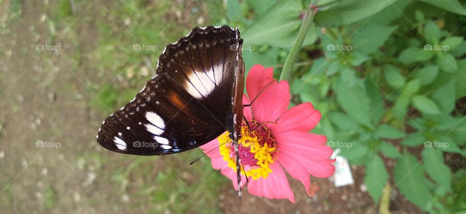 a beautiful butterfly perched on a blooming flower