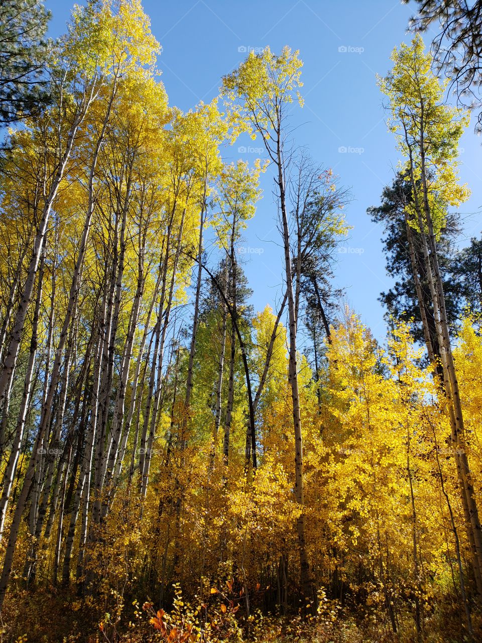 Magnificent ponderosa pine trees grow with aspen trees with leaves of golden yellow fall colors along the banks of Indian Ford Creek in the forests of Central Oregon on a sunny autumn day.
