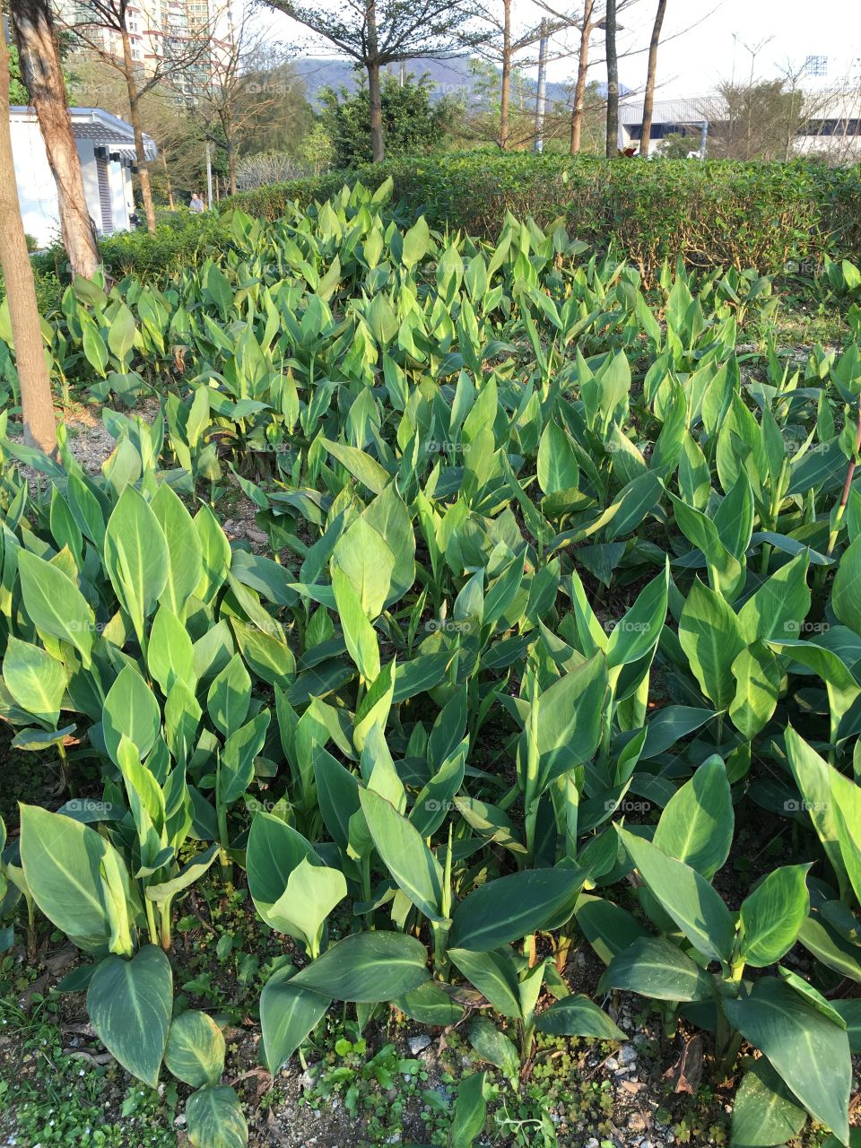 Garden: Hong Kong (Patterns)