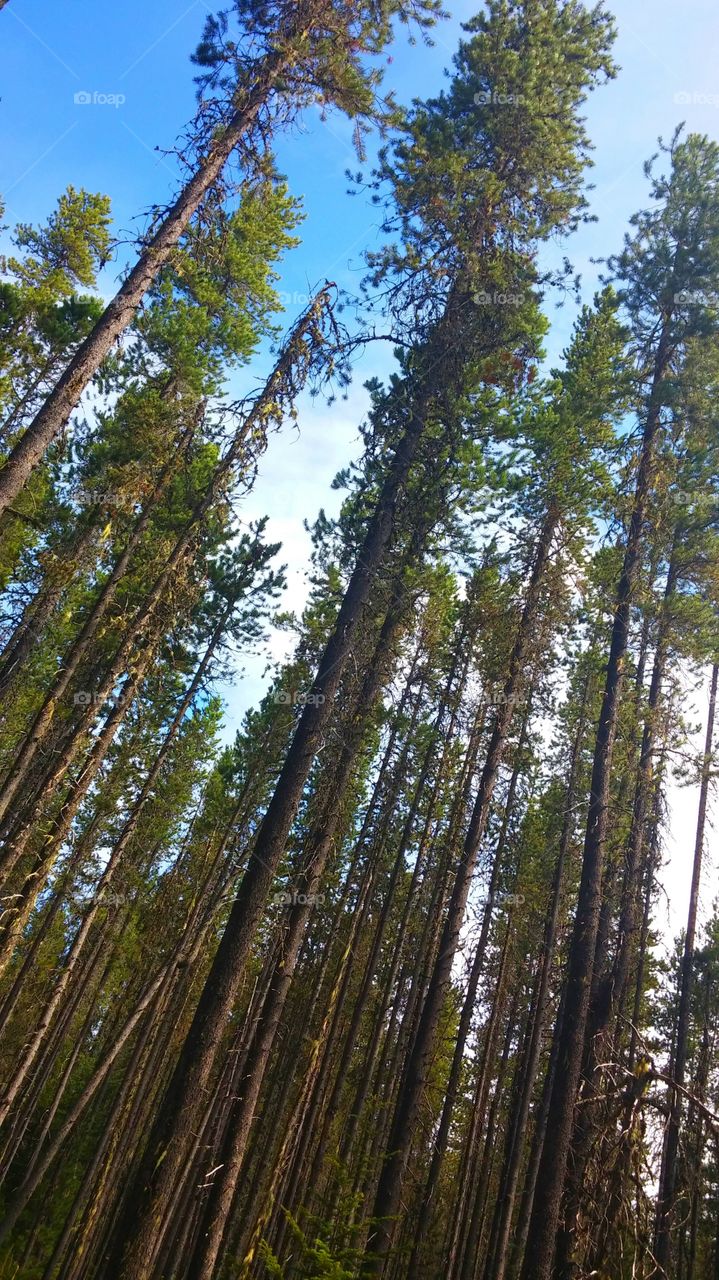 Trees along The Trail