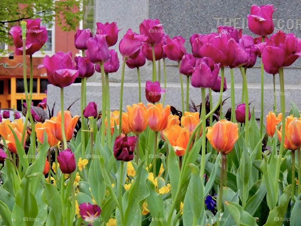 Tulip garden