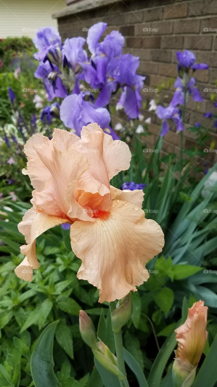 beautiful iris