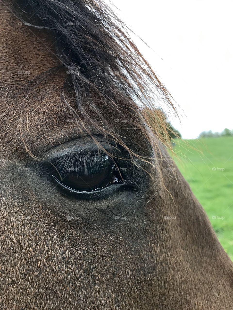 Horse closeup 