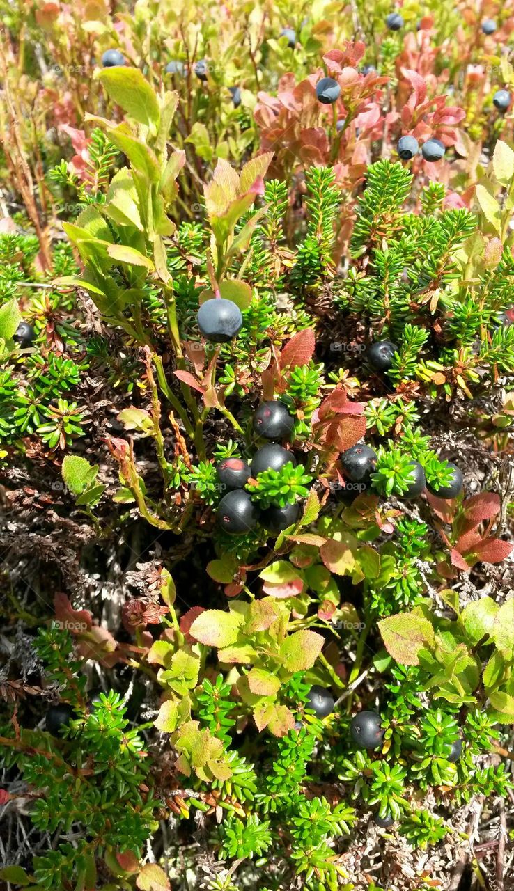 The rough nature in Norway