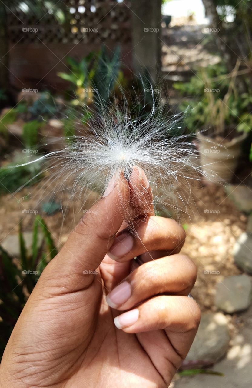 fluffy White tillandsia air plant seed found flying