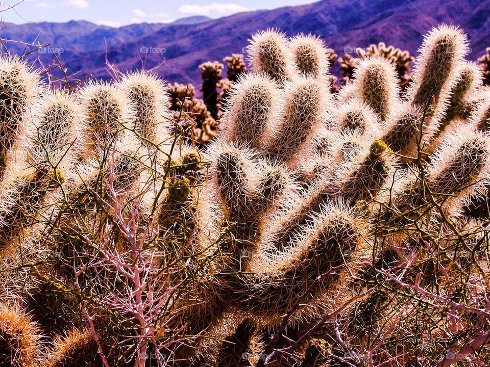 Close-up of cactus growing in field