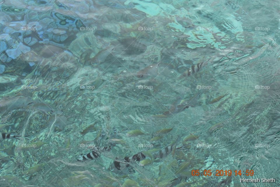 So clear water at Mauritius, you can see the fishes from your boat and more so capture it in your camera as well...