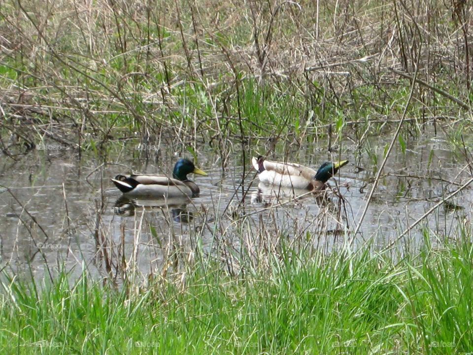 ducks in field
