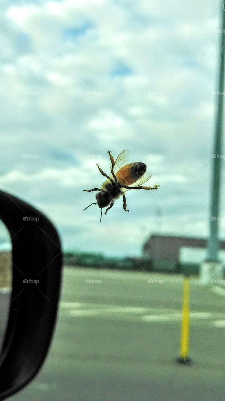 bee on a windshield