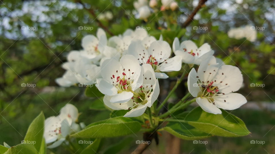 April Apple Blossom