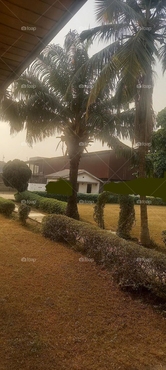 Beautiful lush green Landscape with plants and palm trees.