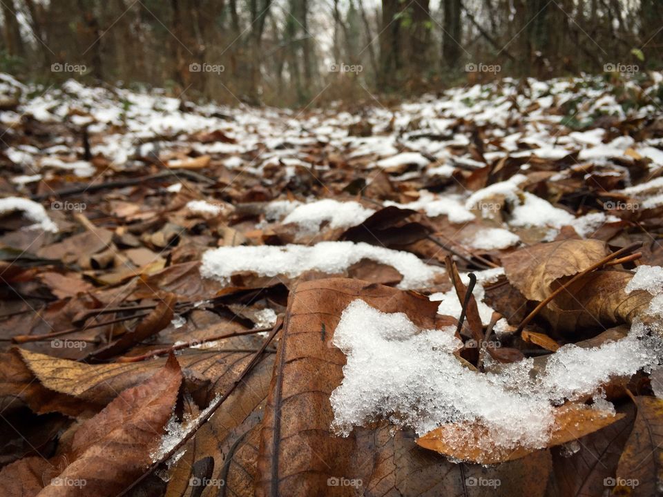 Brown leaves fallen on the ground and covered in snow 