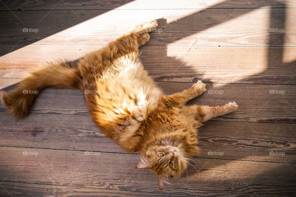 Cat on wooden floor