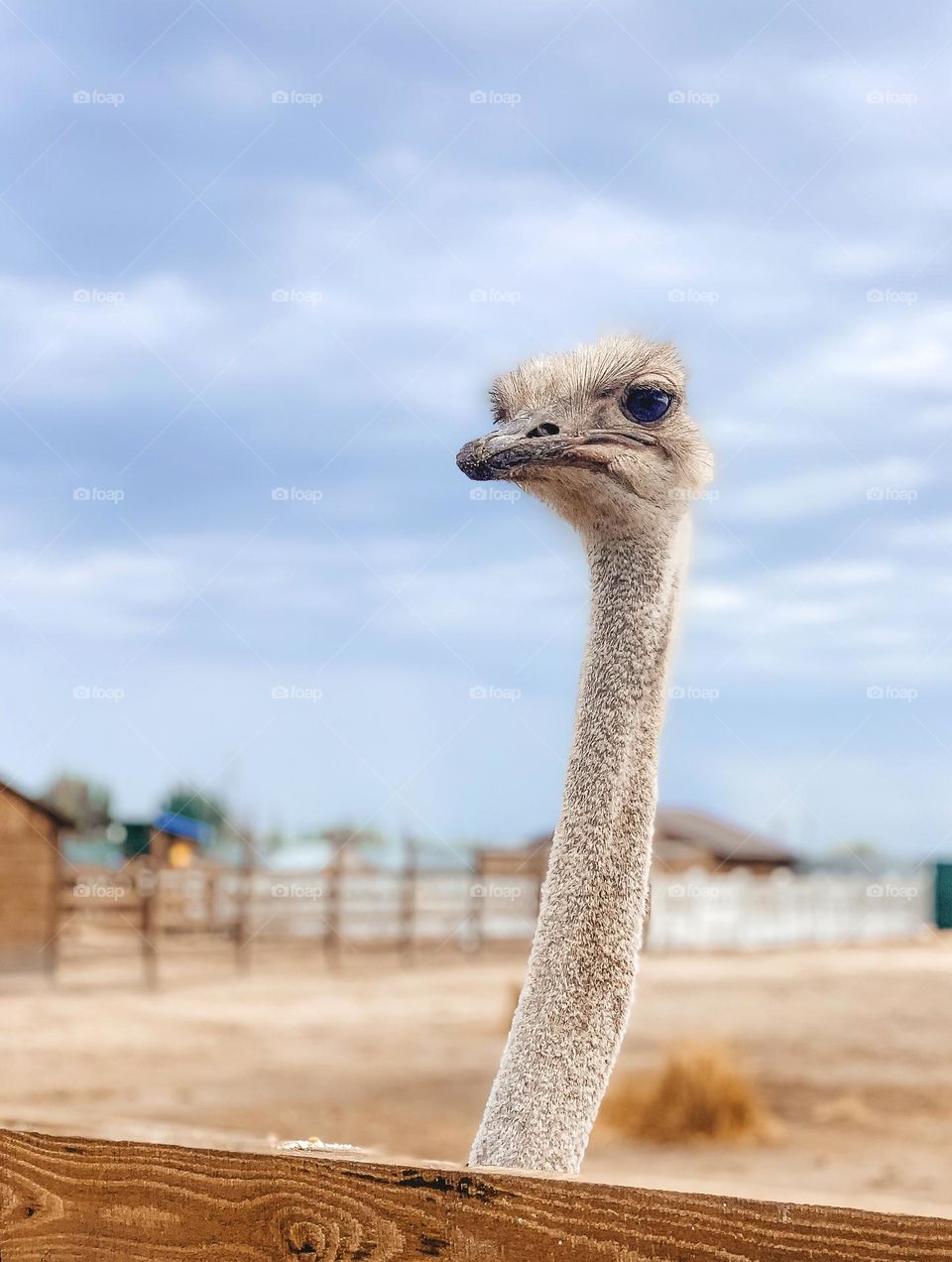 Beautiful ostrich