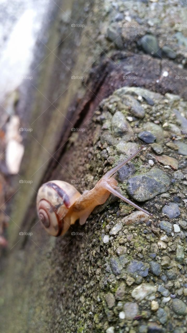 Snail