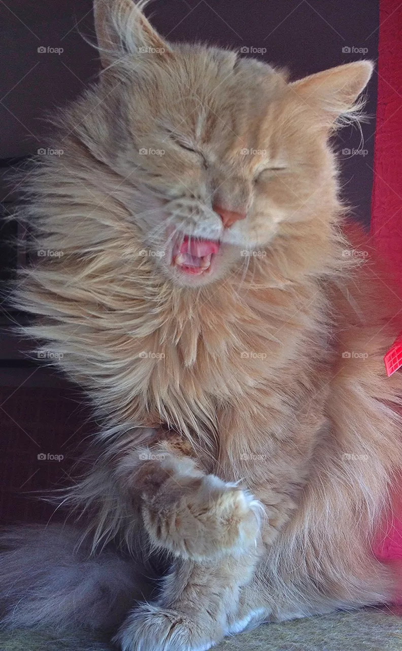 Sleepy cat