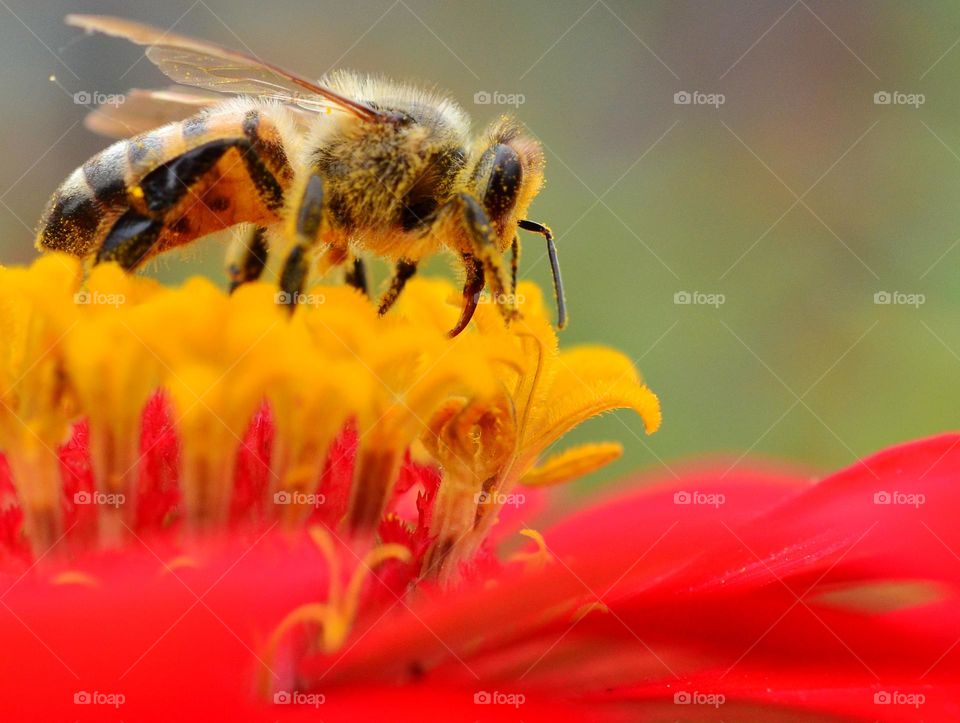 Ao pousar de flor em flor, elas usam os muitos pelos que possuem em seu corpo para coletar o seu pólen, o qual elas transportam depois para outras flores.