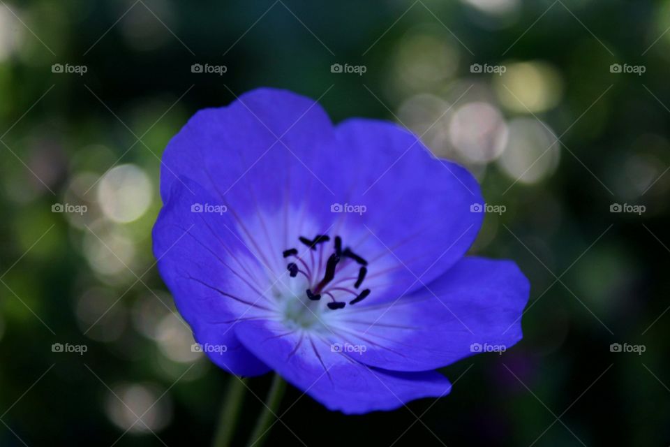 Purple Flower