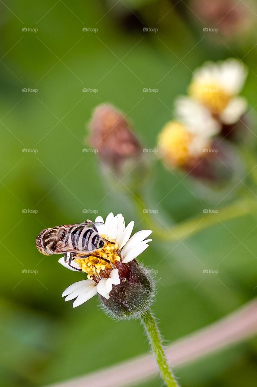 a bee like sitting on a flower