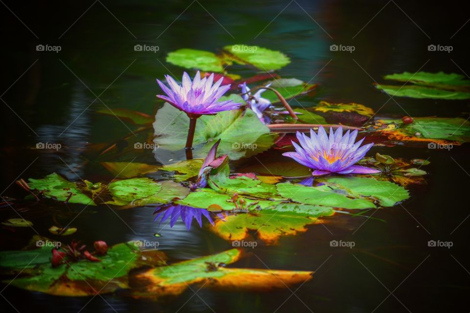 Water flowers at their best - a great combination of colors....worth going to the park for those 