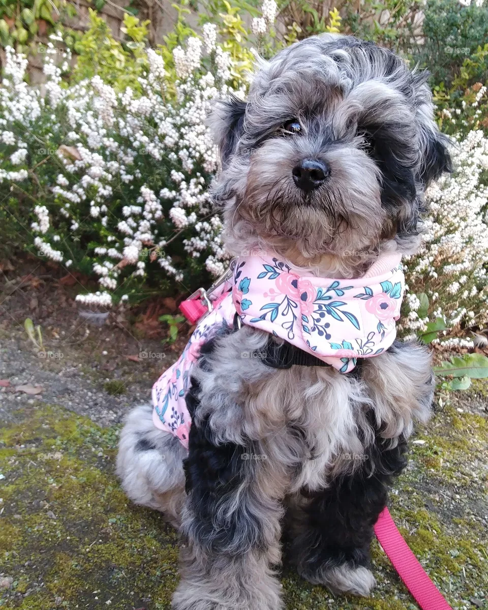 my puppy