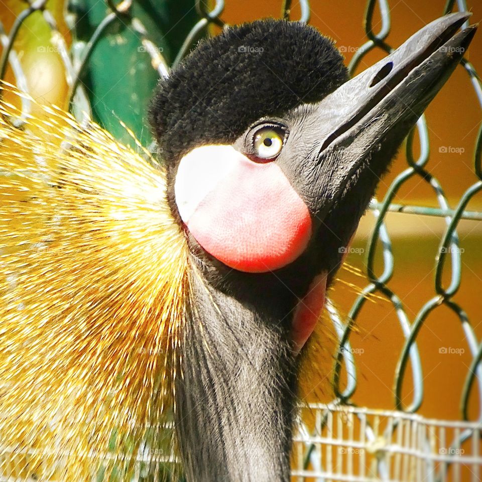 The eyes of the bird