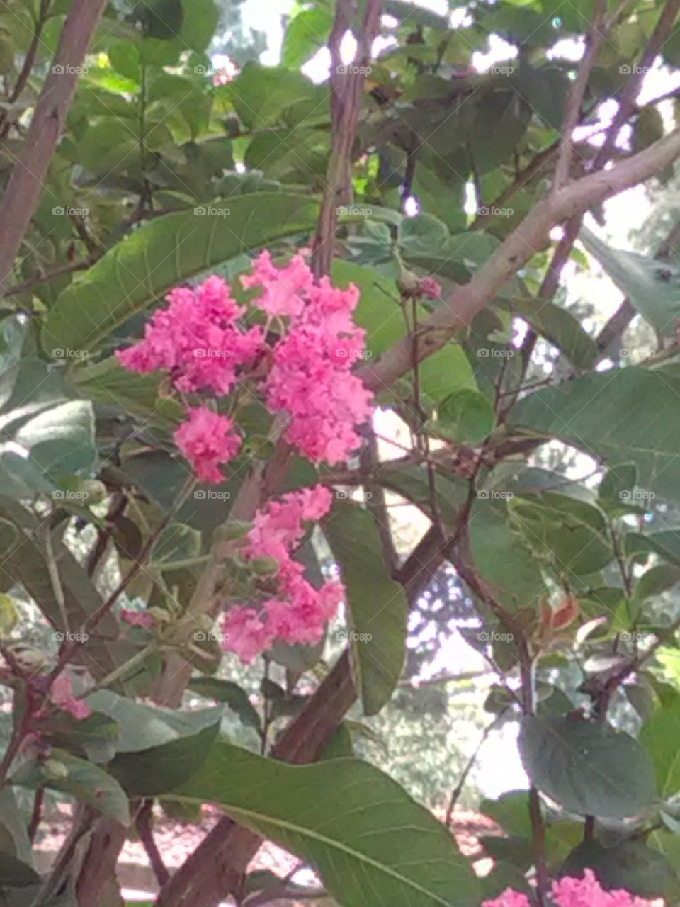 This is a very beautiful pink flower she is called कागज फूल.