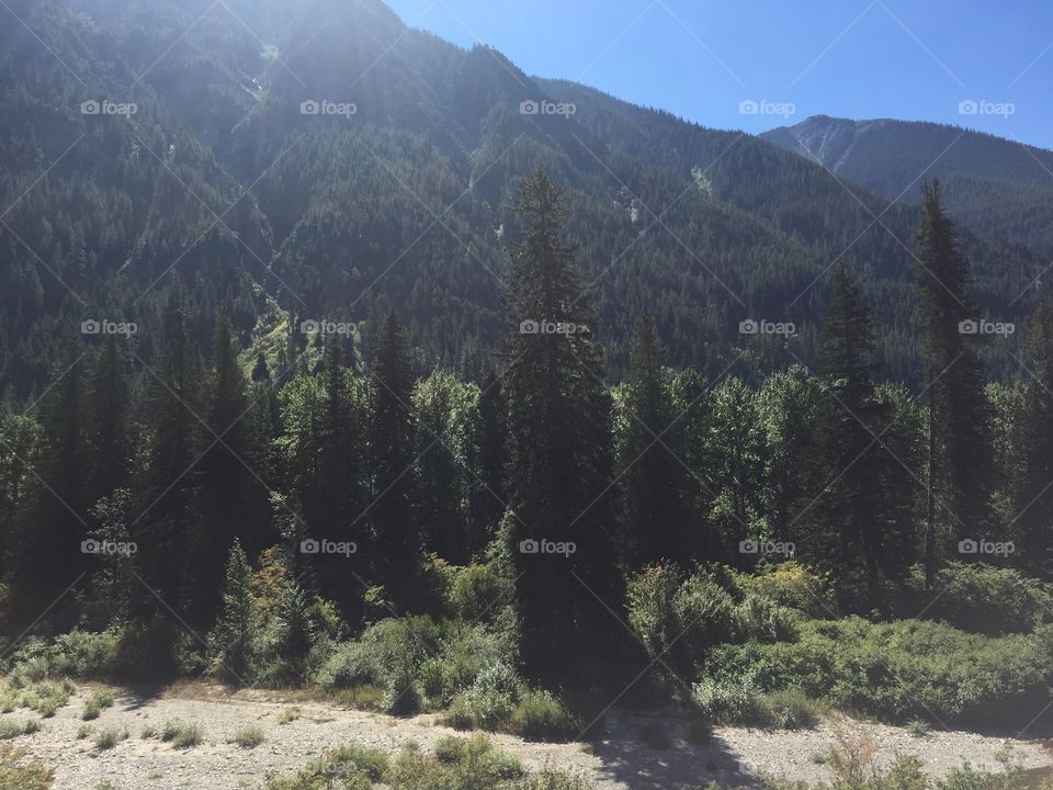 Tree, No Person, Wood, Mountain, Conifer