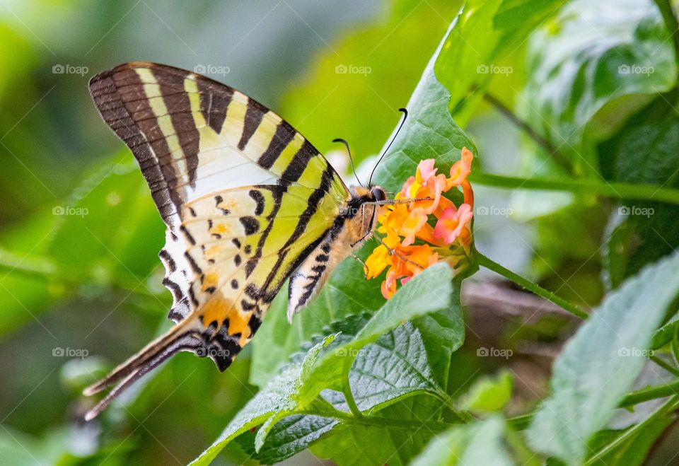 Beautiful and cute butterfly